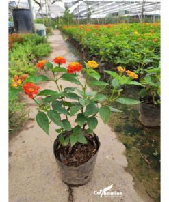 Cây ngũ sắc hoa đẹp