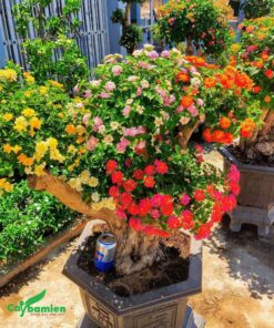 Hình ảnh cây hoa ngũ sắc