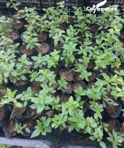 Báo giá cây ngũ sắc