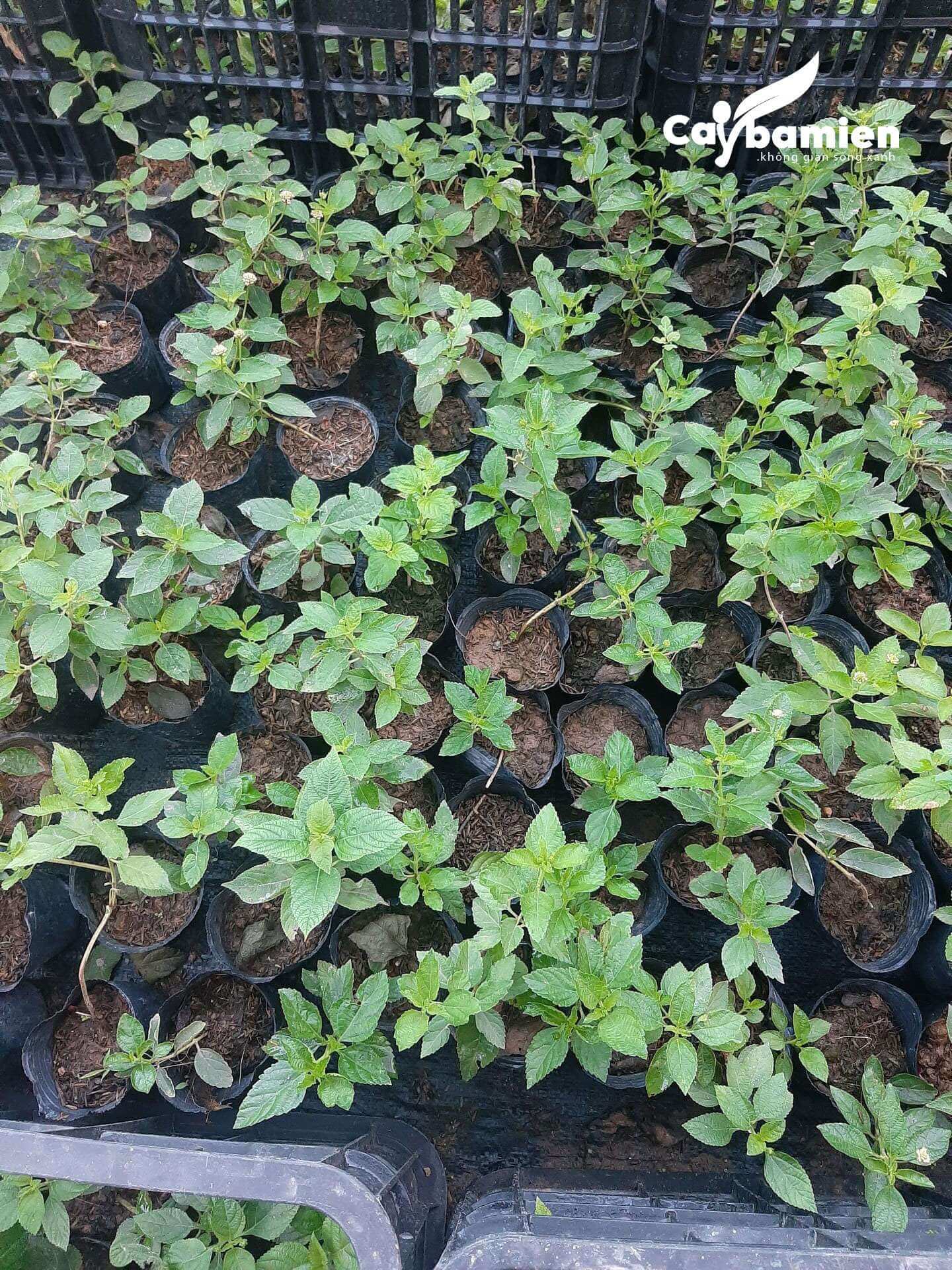 Báo giá cây ngũ sắc