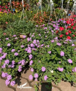 Cây ngũ sắc hoa tím