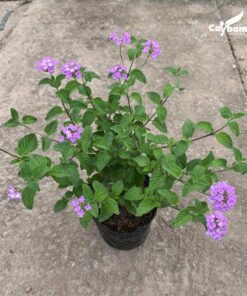 Cây ngũ sắc hoa tím