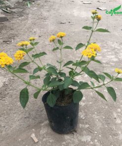 Cây ngũ sắc hoa vàng