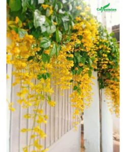 Hình ảnh cây lan hoàng dương