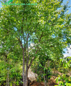 Đường kính gốc 20cm, chiều cao khoảng trên 4m