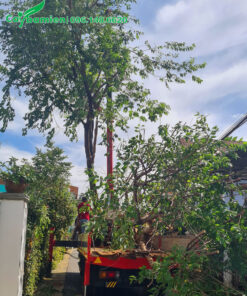 Cần cầu đang nhấc cây hoa mai anh đào lên thùng xe