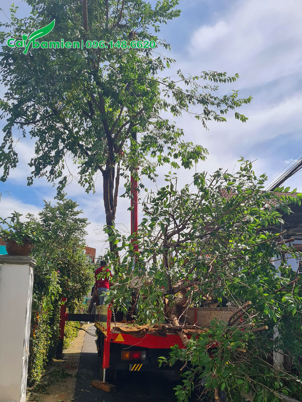 Cần cầu đang nhấc cây hoa mai anh đào lên thùng xe