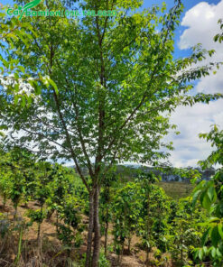 Vườn trồng và dưỡng số lượng lớn cây mai anh đào cao 4m