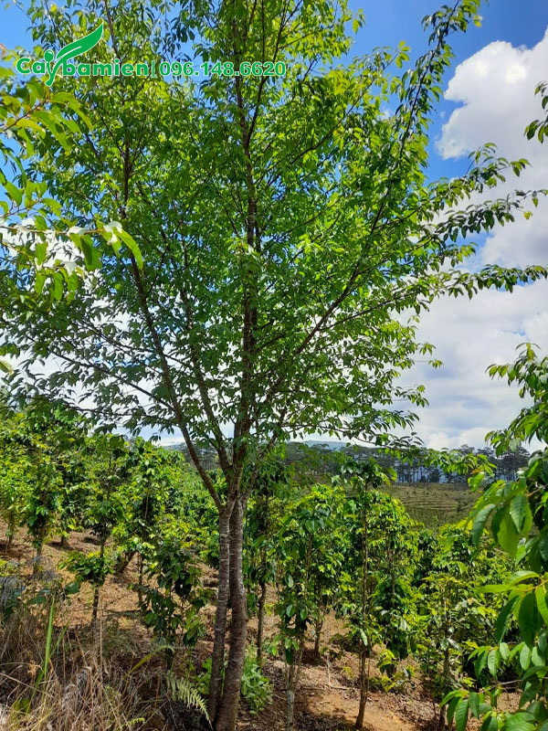 Vườn trồng và dưỡng số lượng lớn cây mai anh đào cao 4m