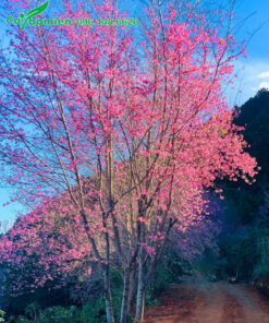 Cây hoa Mai Anh Đào nở đẹp