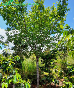 Mai Anh Đào trưởng thành cao hơn 3m