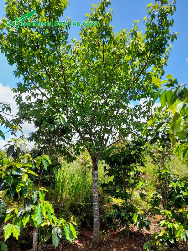 Mai Anh Đào trưởng thành cao hơn 3m