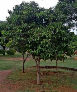 cây sến xanh giống