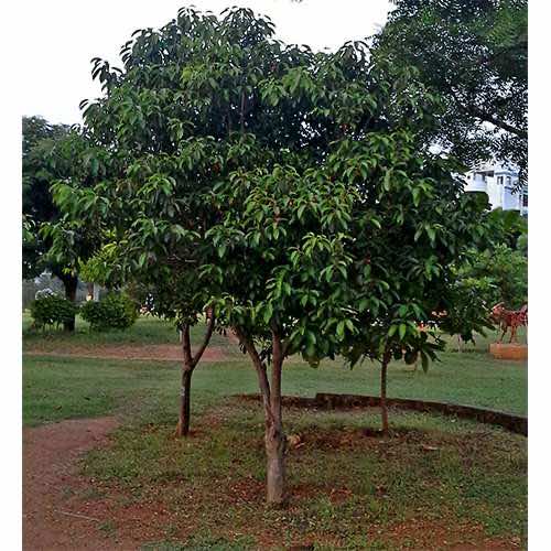 cây sến xanh giống