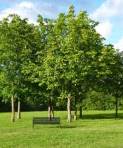 Trồng cây sến xanh công trình