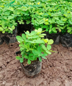 Cây cỏ lạc cao 15cm