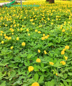 Cây cỏ đậu phộng hoa vàng