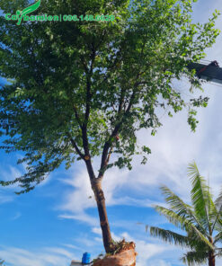 Trồng cây Mai Anh Đào mới bứng, giữ nguyên cành tán