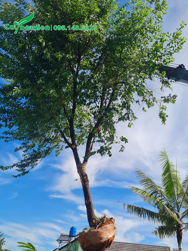 Trồng cây Mai Anh Đào mới bứng, giữ nguyên cành tán