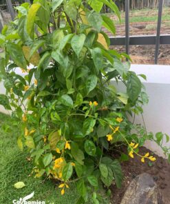 Giá cây lan hoàng dương