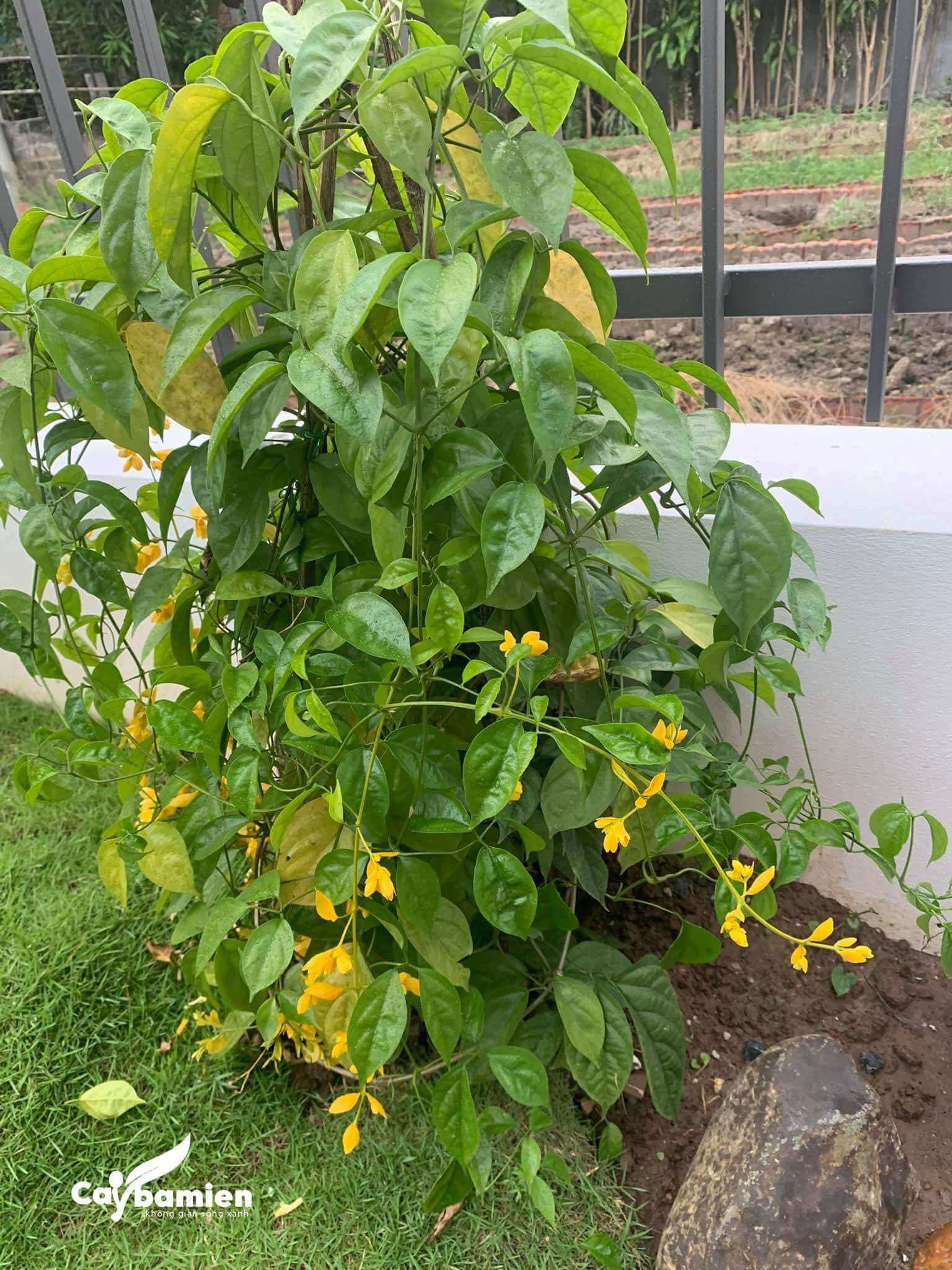 Giá cây lan hoàng dương