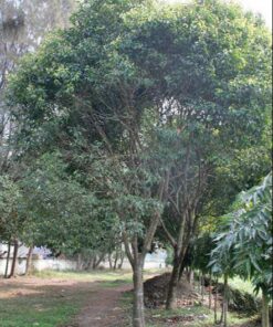 Ươm viết giống tốt, chất lượng