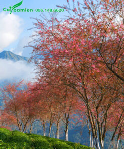 Cây hoa Mai Anh Đào nở rộ trên đồi chè Ô Long