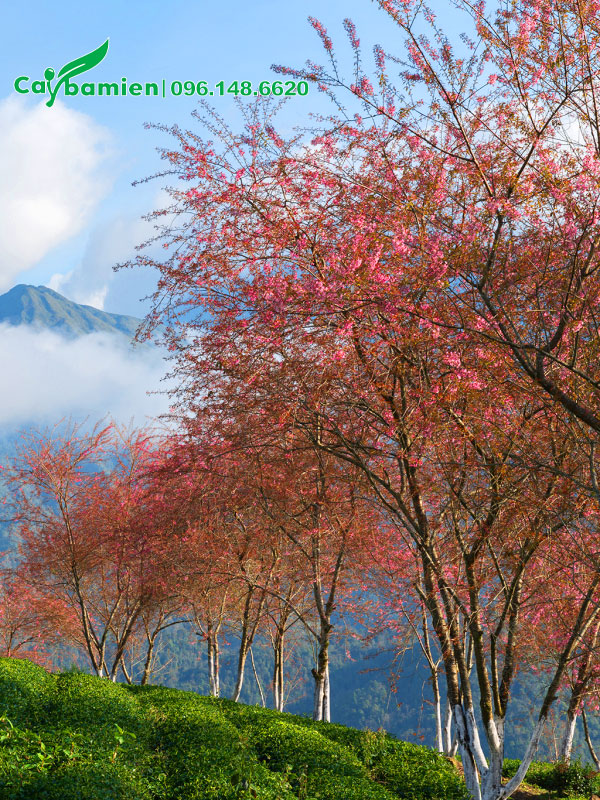 Cây hoa Mai Anh Đào nở rộ trên đồi chè Ô Long