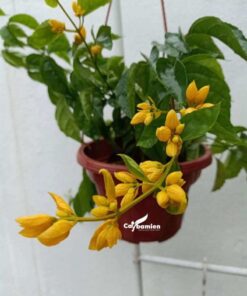 Lan hoàng dương cảnh