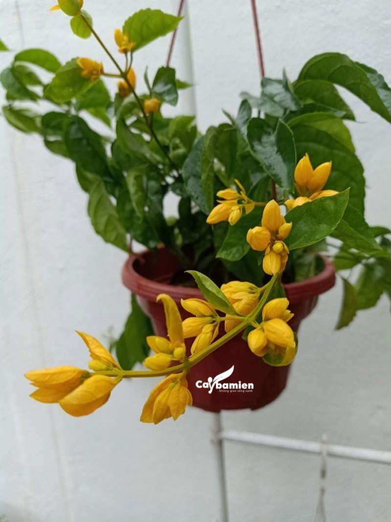 Lan hoàng dương cảnh