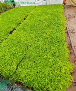 Cỏ lạc dại được gieo thành từng luống rộng 1m, dài 5 - 7m