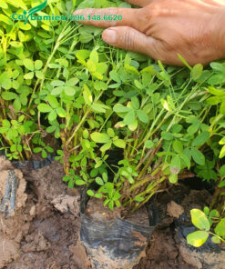 Cỏ lạc tiên trồng bầu, chiều cao khoảng 20cm
