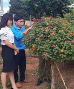 Cây ngũ sắc rừng