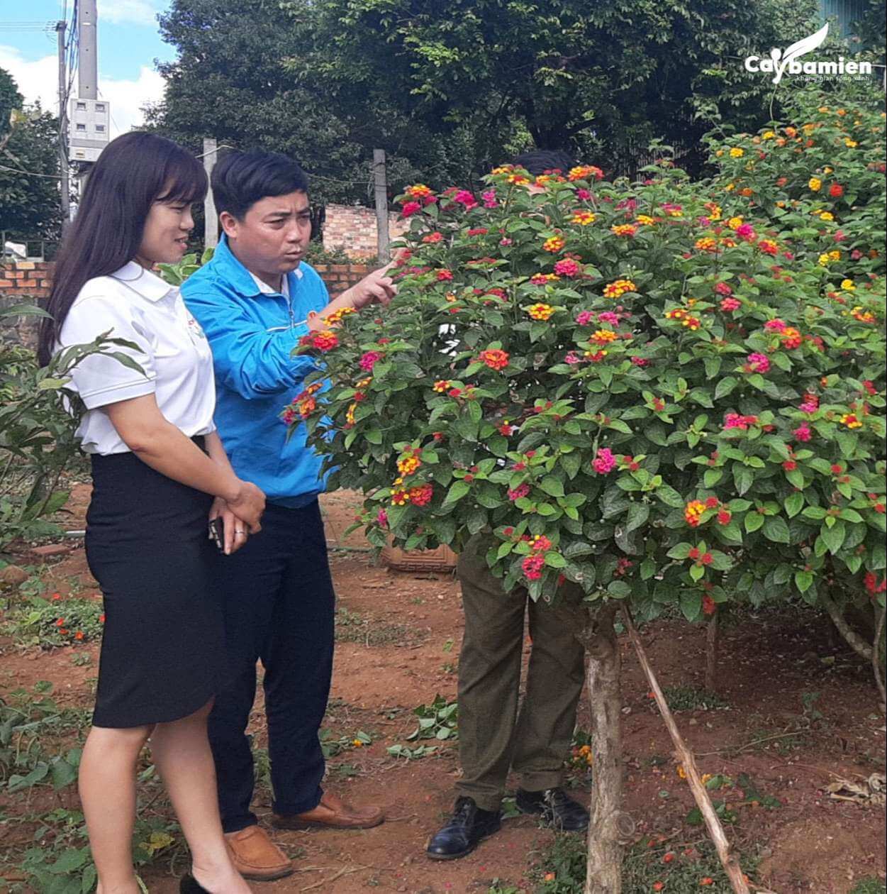 Cây ngũ sắc rừng