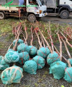 Hàng chục cây hoa mai anh đào đường kính gốc 8 - 10cm, đã tỉa tay cành