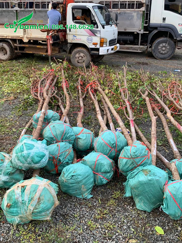 Hàng chục cây hoa mai anh đào đường kính gốc 8 - 10cm, đã tỉa tay cành