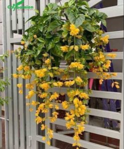 Hoa lan hoàng dương trang trí