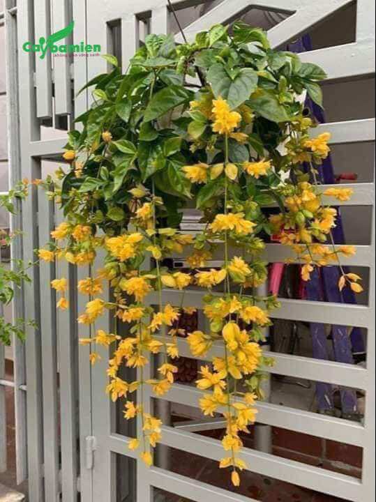 Hoa lan hoàng dương trang trí