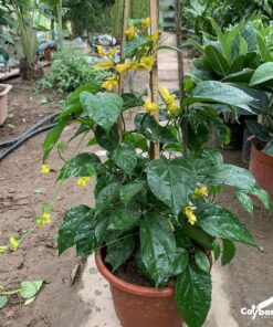 Cung cấp lan hoàng dương