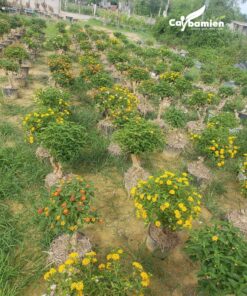 Vườn ươm ngũ sắc