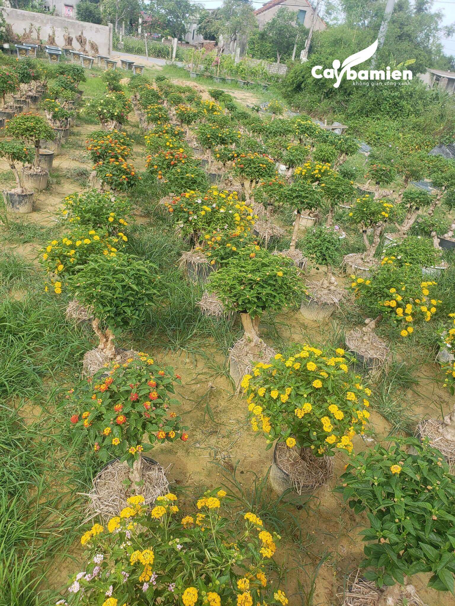 Vườn ươm ngũ sắc