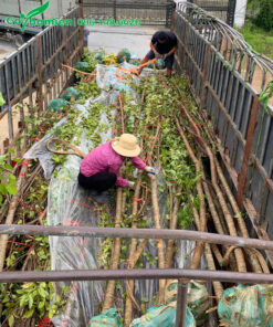 Xếp gọn những cây Mai Anh Đào bứng thẳng, vanh 25 - 30cm lên thùng xe