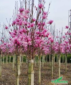 Cây Mộc Lan nở hoa đẹp màu hồng xinh xắn