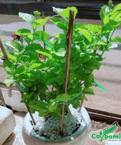 Chậu hoa nhà đơn mini trồng làm cảnh rất đẹp