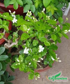 Chậu cây nhài cổ thụ được tạo dáng đẹp