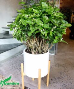 Chậy cây hoa nhài cổ thụ nhỏ trồng trong nhà