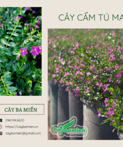 Những chậu hoa cẩm tú mai tại vườn ươm Cây Ba Miền