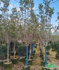 Mộc Lan dưỡng bầu lâu năm, chiều cao khoảng 3m