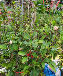 Hình ảnh cây lan tiêu