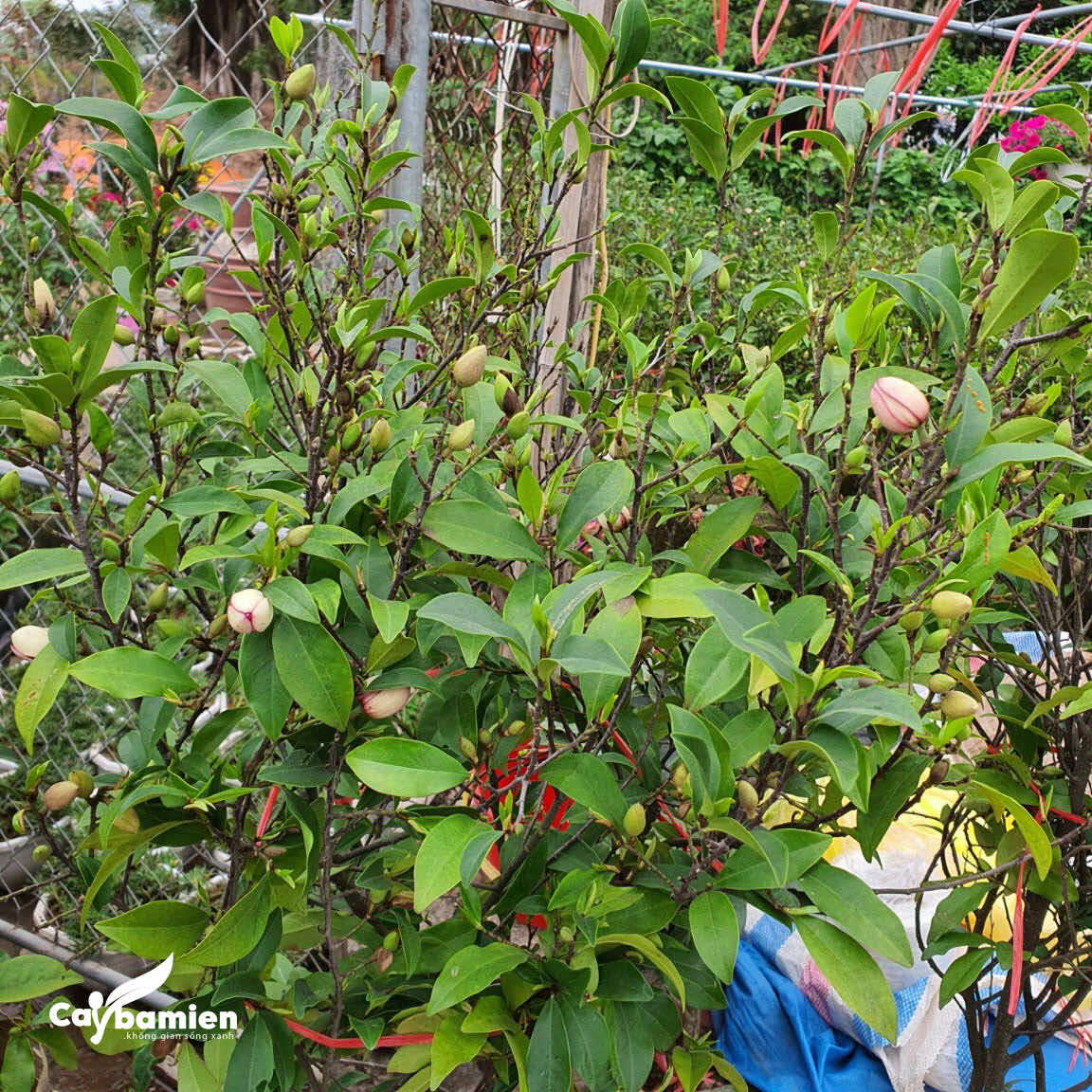 Hình ảnh cây lan tiêu